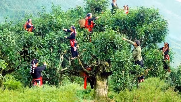 Hà Giang : Certificat d’indication géographique pour le thé Shan Tuyêt ảnh 1