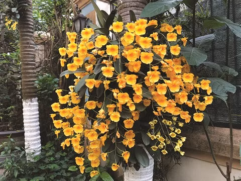 Les plantes d’ornement et leur signification ảnh 1