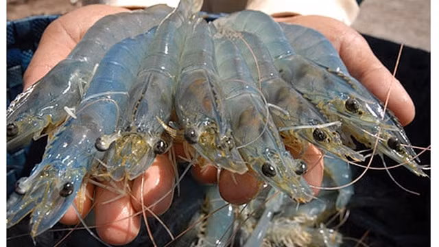 Grandes opportunités pour les exportations vietnamiennes de crevettes vers l'UE ảnh 1