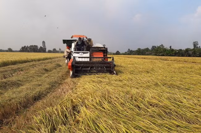 Prévision de baisse de la production rizicole au Sud ảnh 1