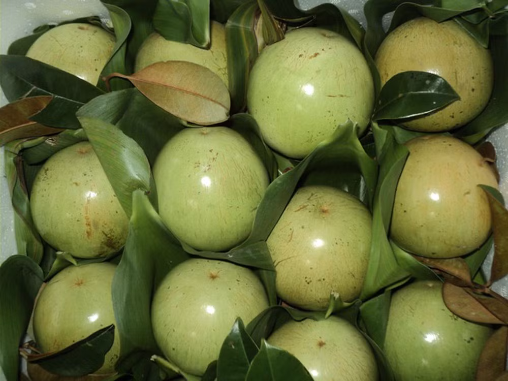 Forte hausse d’exportation de pommes de lait vers les Etats-Unis ảnh 1