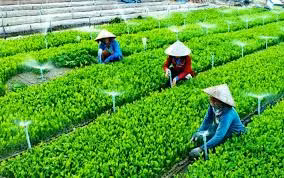 Le pays compte 1.292 coopératives agricoles appliquant la haute technologie ảnh 1