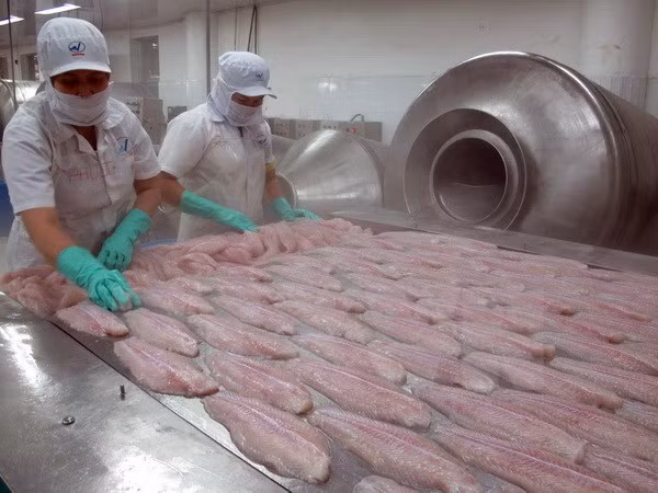 Baisse des exportations de pangasius ảnh 1