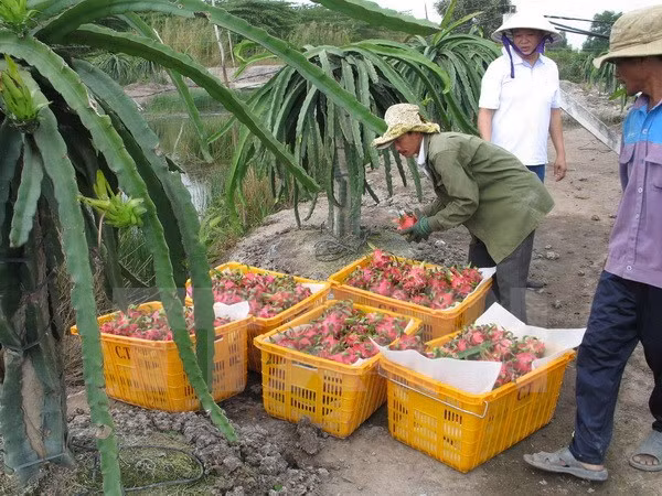 Promotion du commerce des produits agricoles, sylvicoles et aquatiques Vietnam-Australie ảnh 1