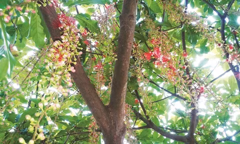 Les villageois-justiciers de la forêt centenaire à Siêu Quân ảnh 2