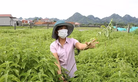 Développement de la production d'huiles essentielles à Ninh Binh ảnh 1