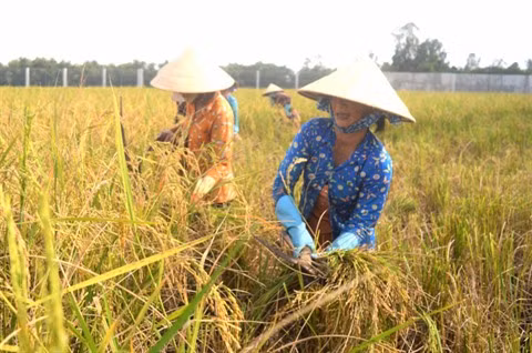 Les Khmers participent activement à l’édification de la nouvelle ruralité ảnh 2