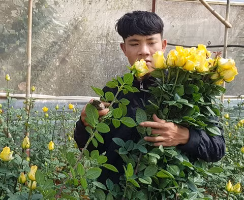Au pied de la montagne Lang Biang, on a fait fortune grâce aux roses ảnh 1