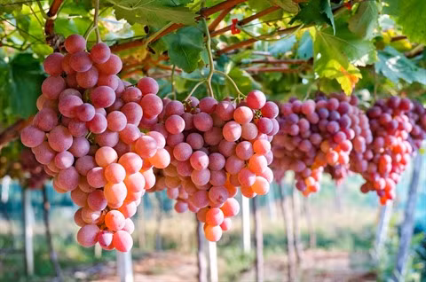 L'Australie promeut ses exportations de raisins frais sur le marché vietnamien ảnh 1