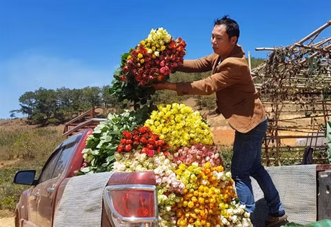 Au pied de la montagne Lang Biang, on a fait fortune grâce aux roses ảnh 3