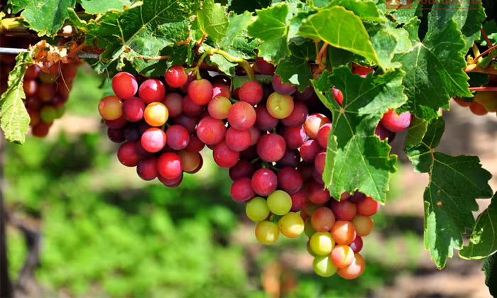 Fête du vin et des raisins de Ninh Thuân 2019 ảnh 1