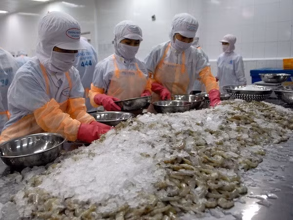 Les entreprises de crevettes appelées à accroître leur compétitivité ảnh 1