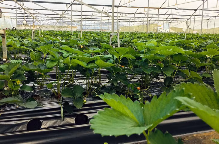 L’agrotourisme a le vent en poupe à Sapa ảnh 1