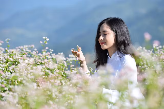 Sélection de la Miss "fleurs de sarrasin d’Ha Giang" ảnh 1
