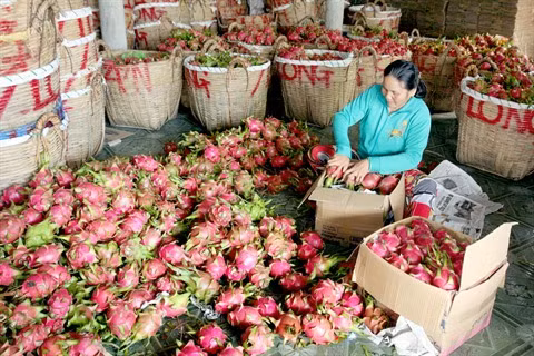 Les fruits vietnamiens conquièrent les marchés étrangers ảnh 1