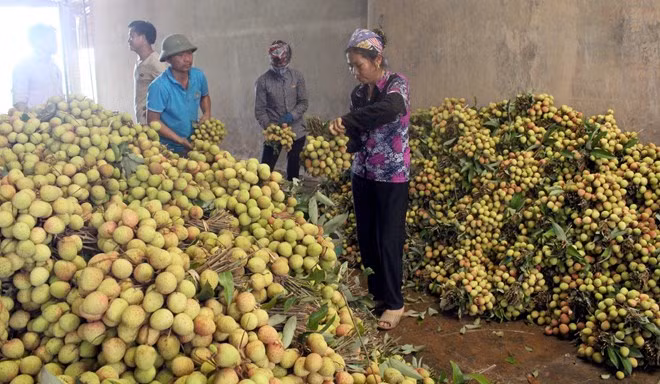 Bac Giang va exporter la moitié de sa production de litchi ảnh 1