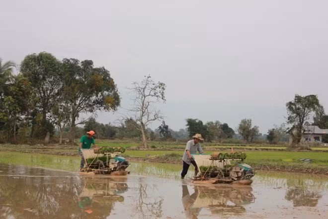 Le Laos prévoit d'exporter un million de tonnes de riz ảnh 1