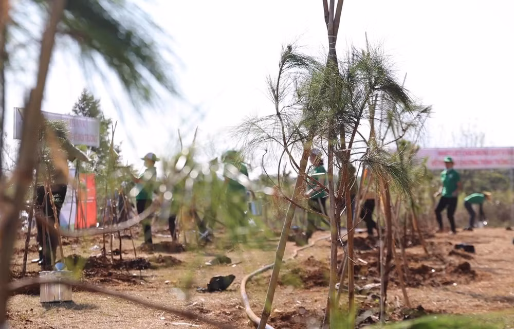 Programme de plantation d’arbres "Rêve des montagnes et forêts" pour un Vietnam vert ảnh 1