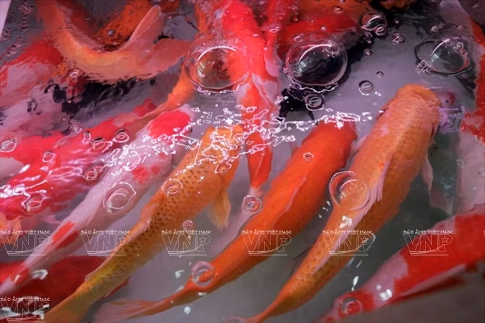 Hô Chi Minh-Ville: bond des exportations de poissons d’ornement ảnh 1