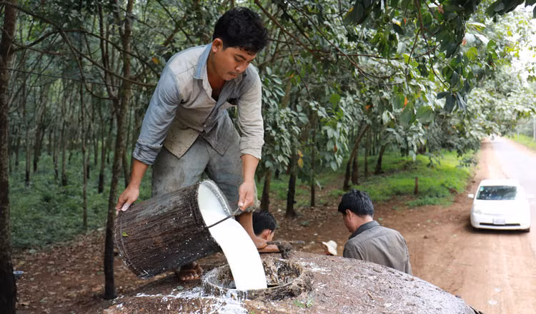 Le Cambodge exporte pour plus de 77 millions de dollars de caoutchouc et de bois d'hévéa ảnh 1