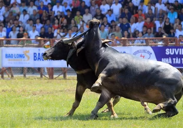 Ouverture de la Fête du combat de buffles à Dô Son ảnh 1