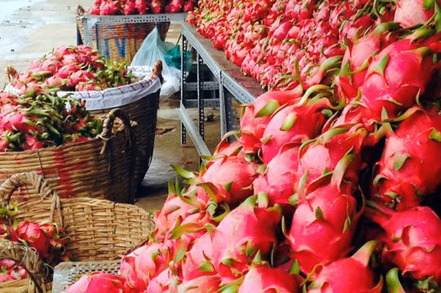  Promotion des exportations vietnamiennes de pitaya vers l’Australie et la Nouvelle-Zélande ảnh 2