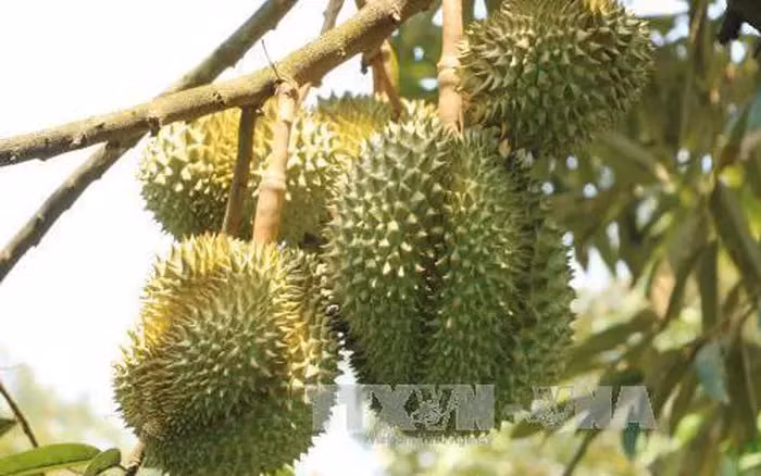 La douane chinoise apprécie la qualité des zones de production du durian au Vietnam ảnh 1