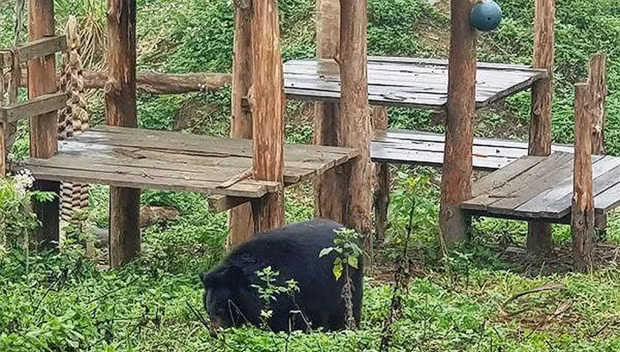 Ninh Binh: un refuge d'ours attrayant pour les touristes étrangers ảnh 1