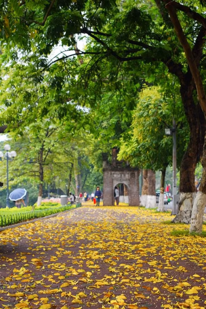 La beauté de Hanoï à la saison de la chute des feuilles de pancovier ảnh 1