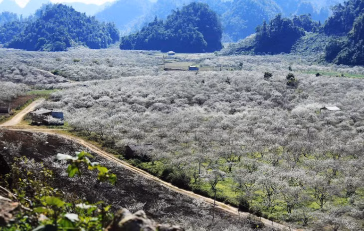  La vallée des pruniers de Nà Ka ảnh 1