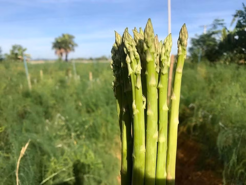 L'Australie et la Suède veulent importer des produits vietnamiens ảnh 1