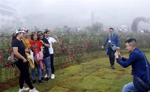 Sa Pa détient le record de la plus grande vallée de roses au Vietnam ảnh 1
