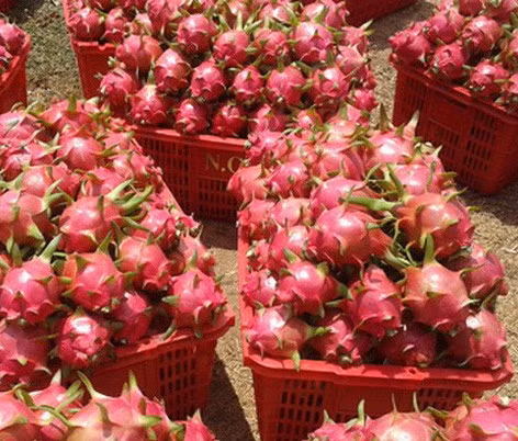 Un lot de huit conteneurs de fruits du dragon du Vietnam expédié aux Etats-Unis ảnh 1