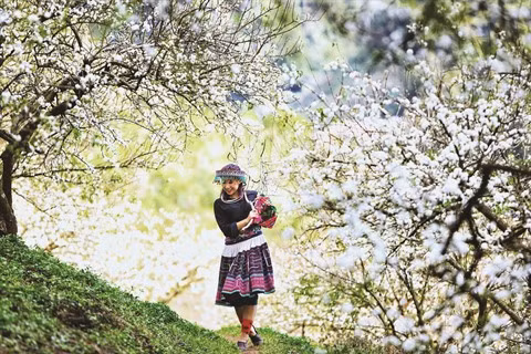 Des sites touristiques de choix à l’occasion du Têt ảnh 1