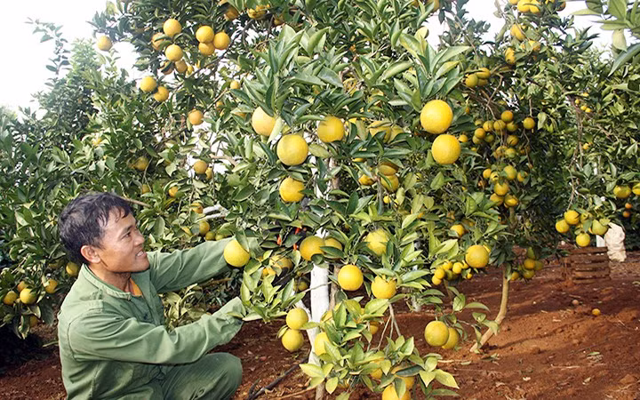  Son La: mieux exporter ses produits agricoles ảnh 1