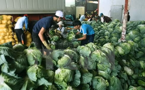 Can Tho souhaite coopérer avec la Nouvelle-Zélande dans l'agriculture bio ảnh 1