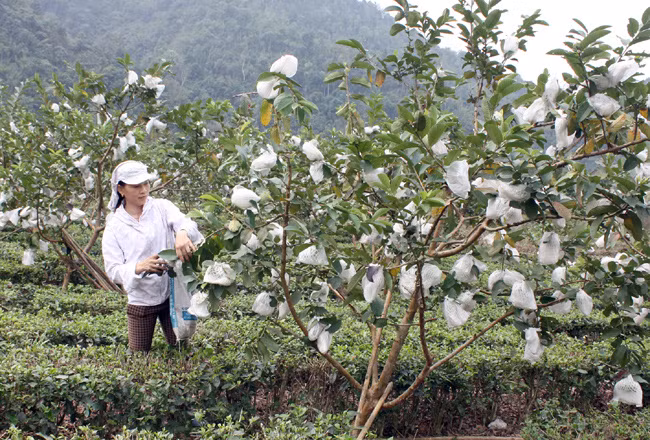 Près de 74 millions de dollars d’aides pour les paysans de Cao Bang et Bac Kan ảnh 1