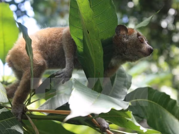 Six loris sauvés des trafiquants d'animaux sauvages ảnh 1