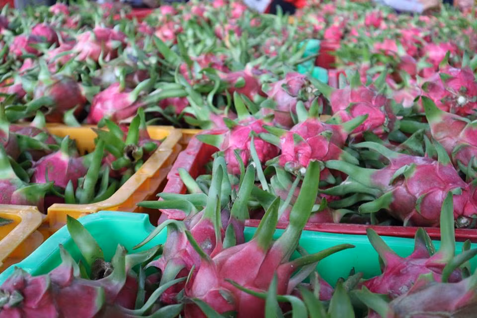 Près de 2 milliards de dollars d’exportations de fruits et légumes en Chine ảnh 1