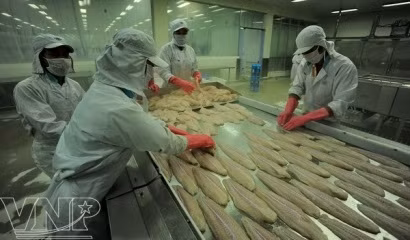 Pangasius : La VASEP proteste contre une décision injuste de l’USDOC ảnh 1