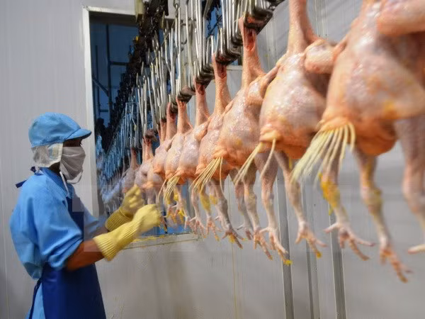 Premier lot de poulet vietnamien exporté vers le Japon en septembre ảnh 1