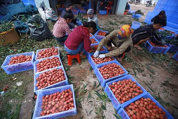 Bac Giang : le litchi de Luc Ngan obtient son indication géographique protégée au Japon ảnh 1