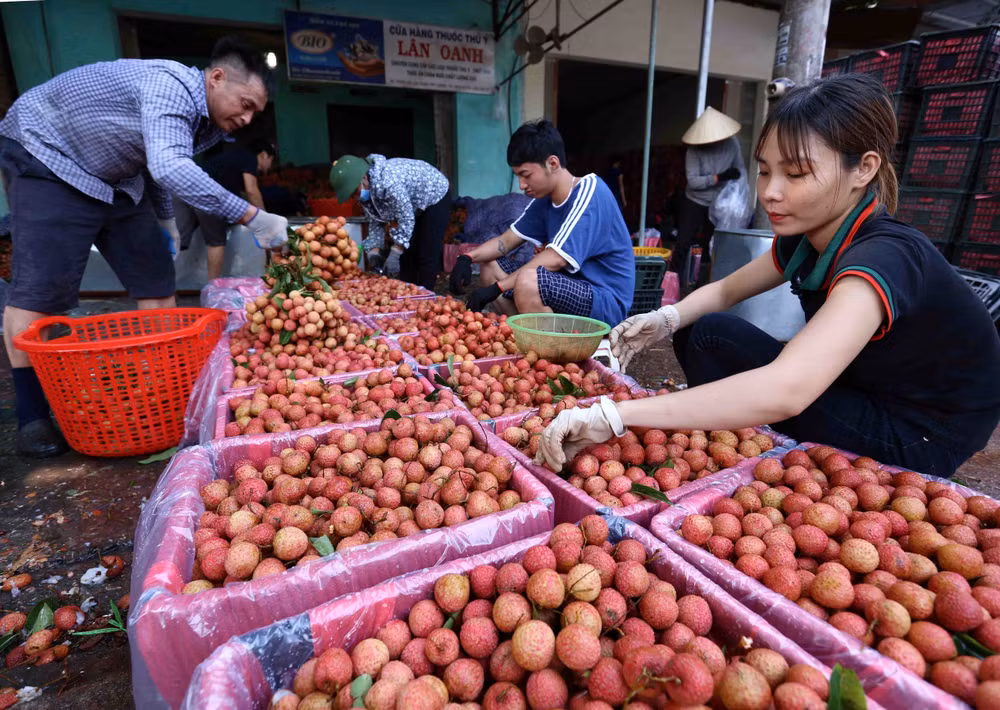 Bac Giang: De nombreuses entreprises se sont engagées à vendre des litchis du district de Tan Yen ảnh 1