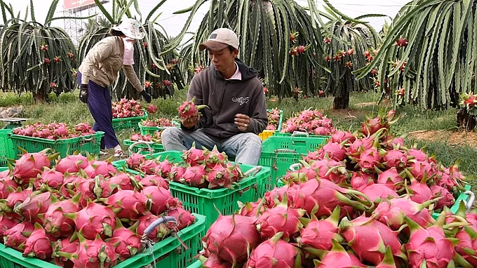 Les exportations nationales de fruits et légumes ont doublé en janvier ảnh 1