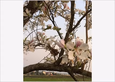 La beauté des fleurs du mois de mars ảnh 2