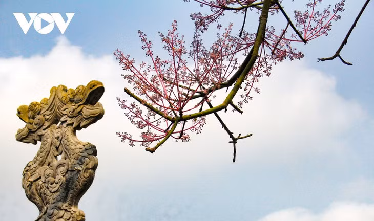 Des Parasols chinois en fleur dans la cité impériale de Huê ảnh 6