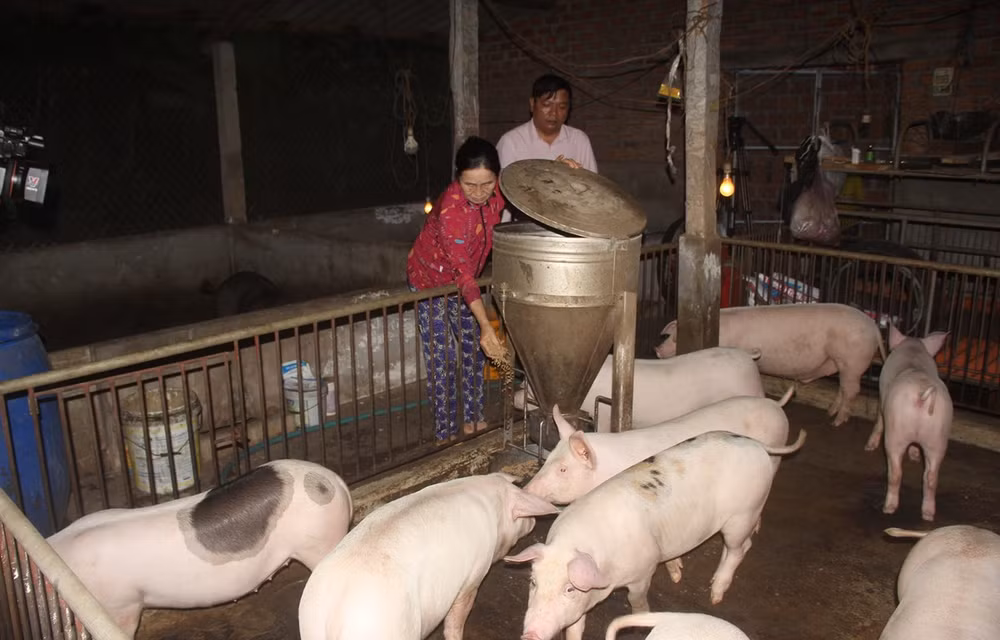 Le vaccin contre la peste porcine africaine sera disponible au troisième trimestre 2021 ảnh 1 Le vaccin contre la peste porcine africaine sera disponible au troisième trimestre 2021 ảnh 1