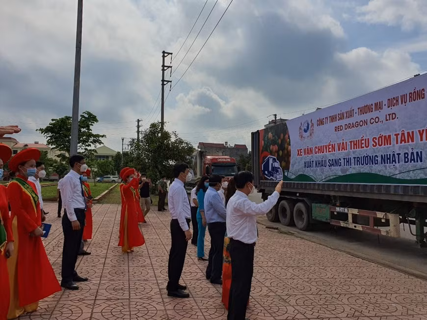 Bac Giang: De nombreuses entreprises se sont engagées à vendre des litchis du district de Tan Yen ảnh 2