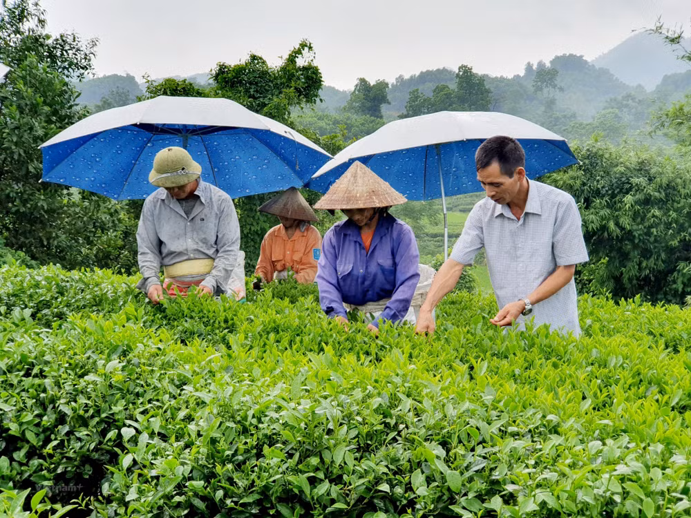 Publication du Seuil de pauvreté multidimensionnelle pour la période 2022-2025. ảnh 1