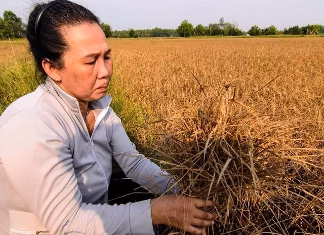 Aide financière en faveur des victimes de la sécheresse et de la salinisation à Kiên Giang ảnh 1